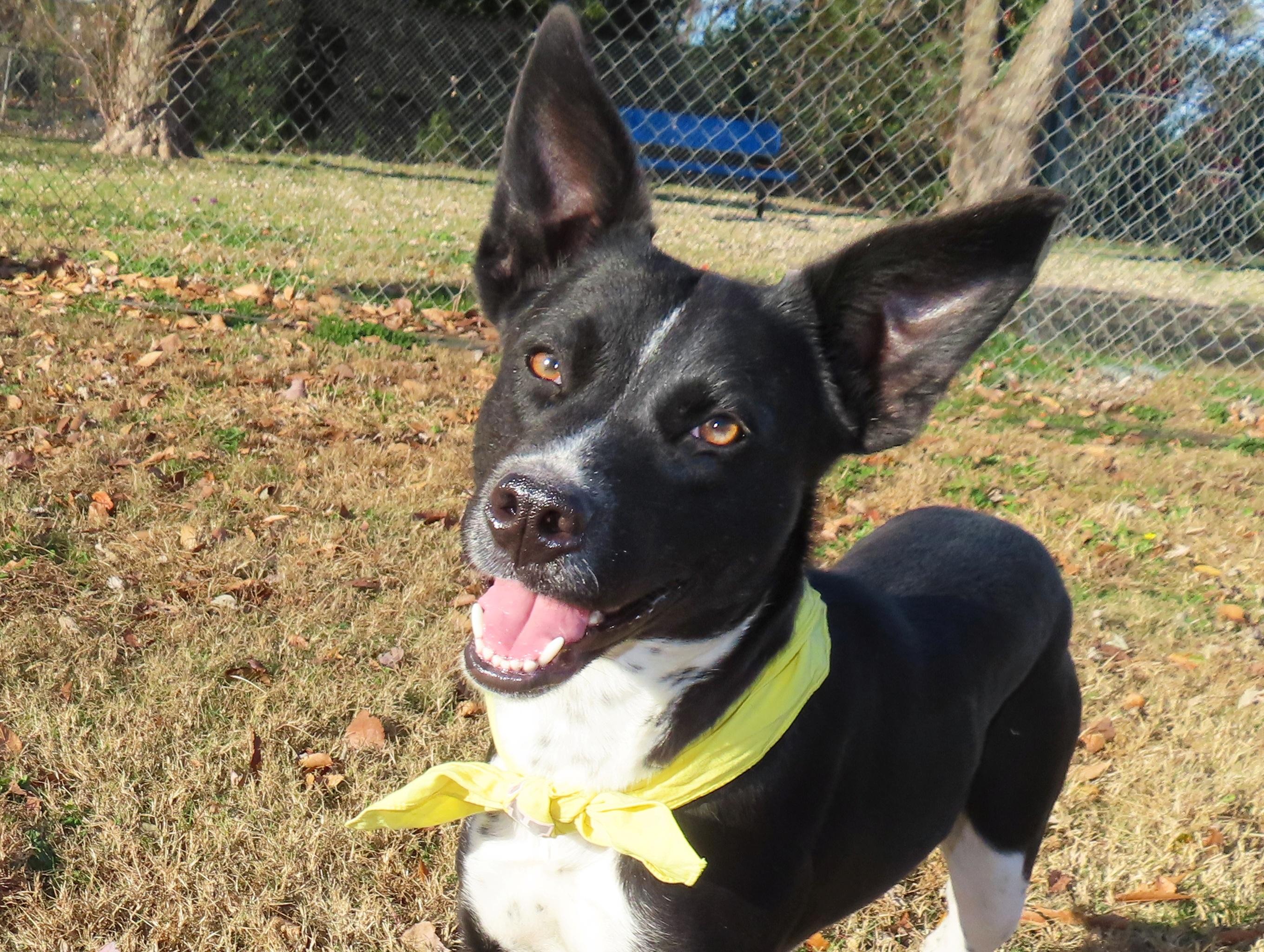 Kelsie 25C-132D, a Adoptable mixed breed in Rogers, AR image 1/5