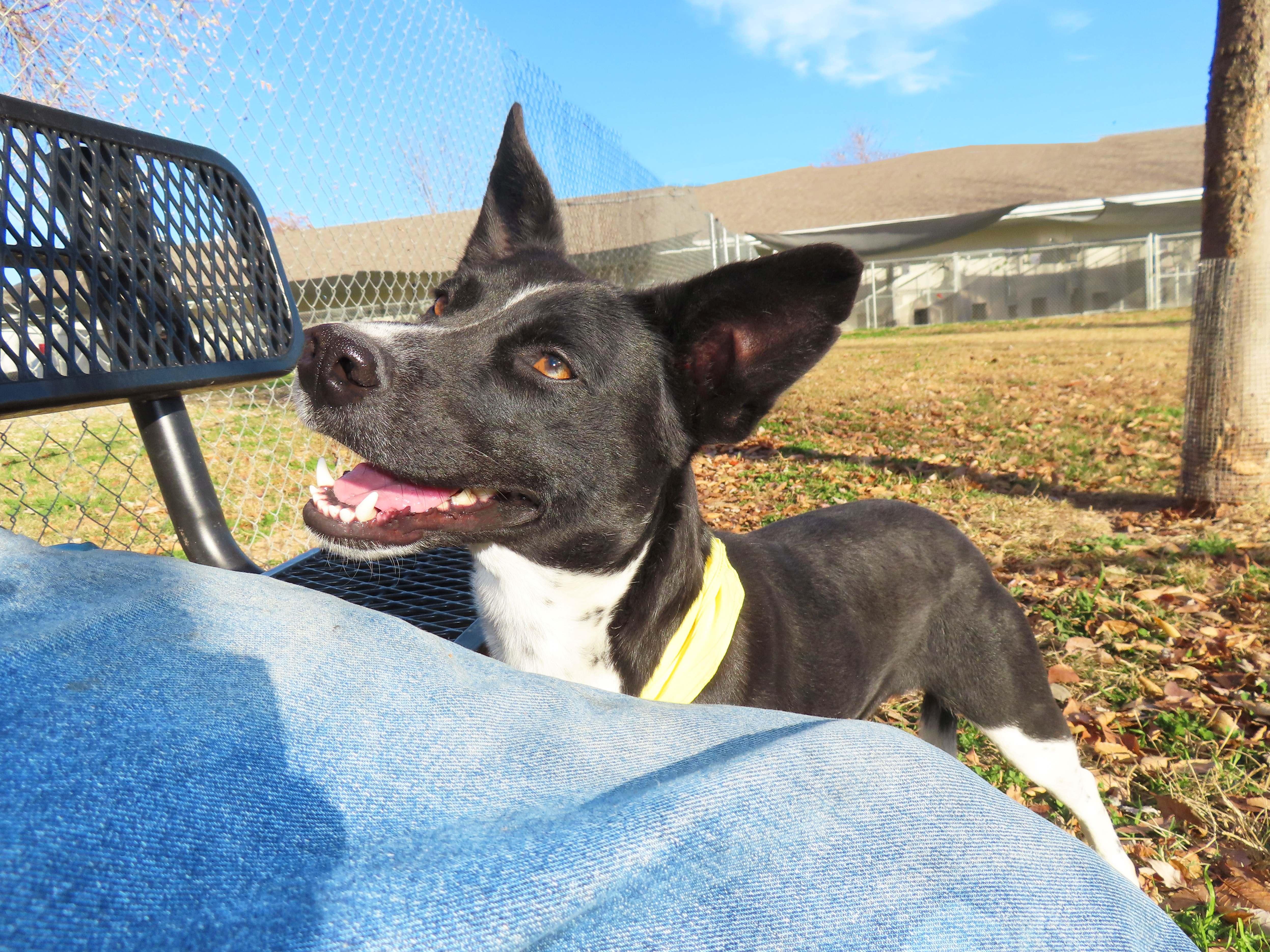 Kelsie 25C-132D, a Adoptable mixed breed in Rogers, AR image 3/5