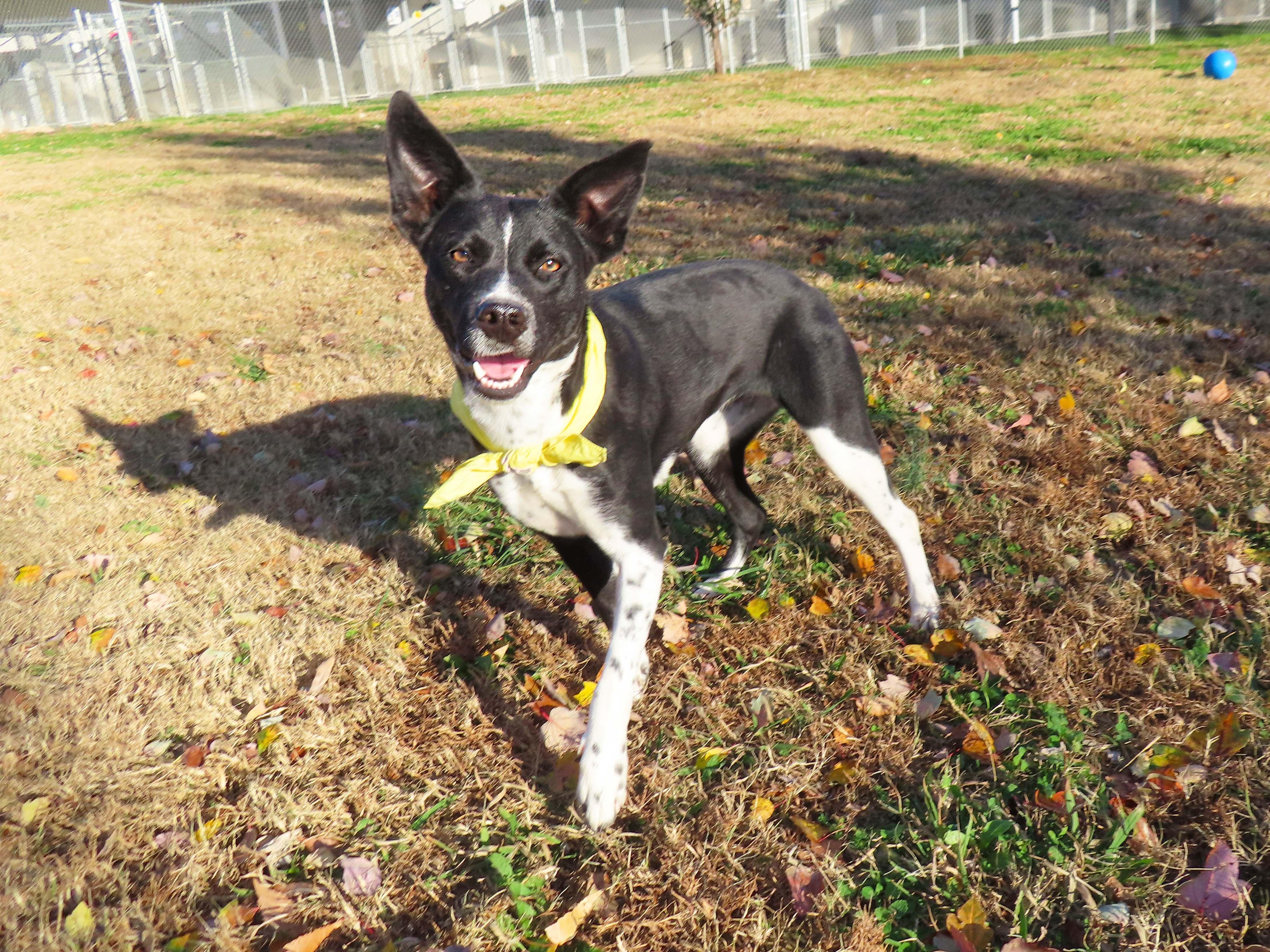 Kelsie 25C-132D, a Adoptable mixed breed in Rogers, AR image 5/5