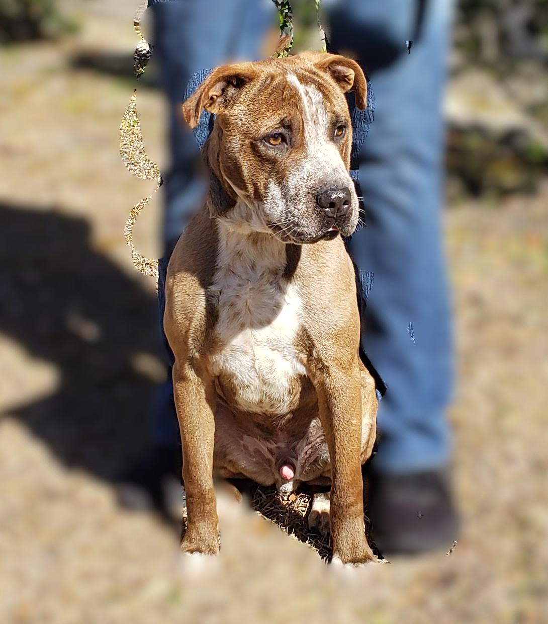 Enlarge Dr. Alexei, a ADOPTABLE mixed breed in Slidell, LA image 2/3