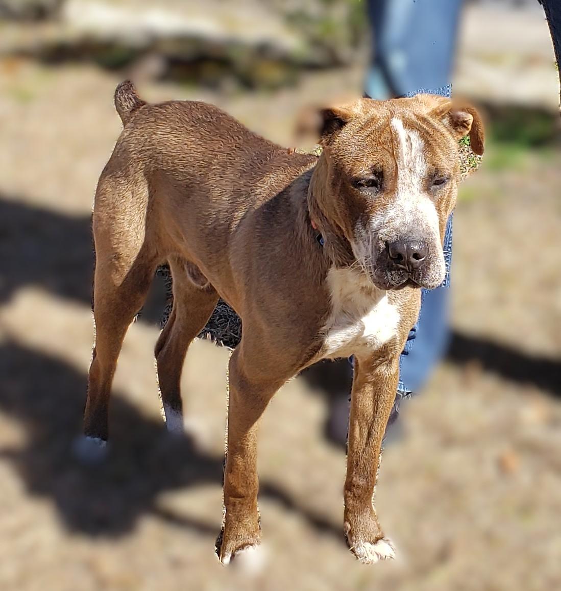 Enlarge Dr. Alexei, a ADOPTABLE mixed breed in Slidell, LA image 3/3