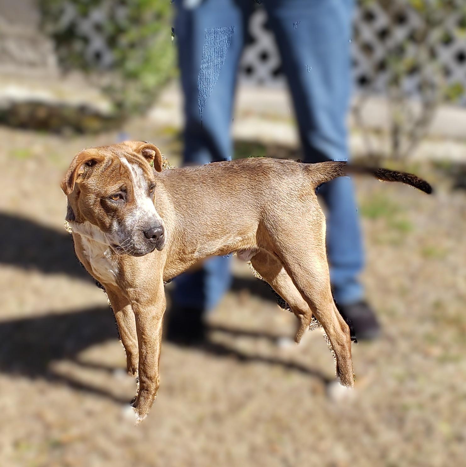 Enlarge Dr. Alexei, a ADOPTABLE mixed breed in Slidell, LA image 1/3