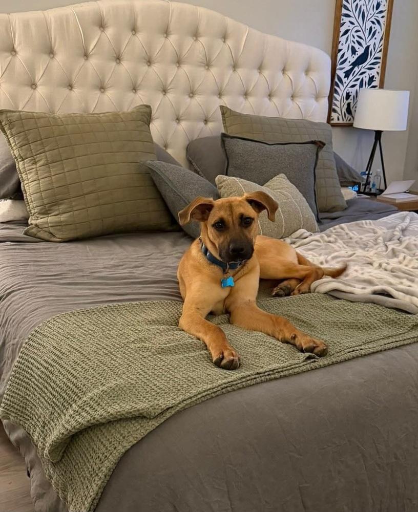 Emmy, Adoptable, Young Female Boxer & German Shepherd Dog.
