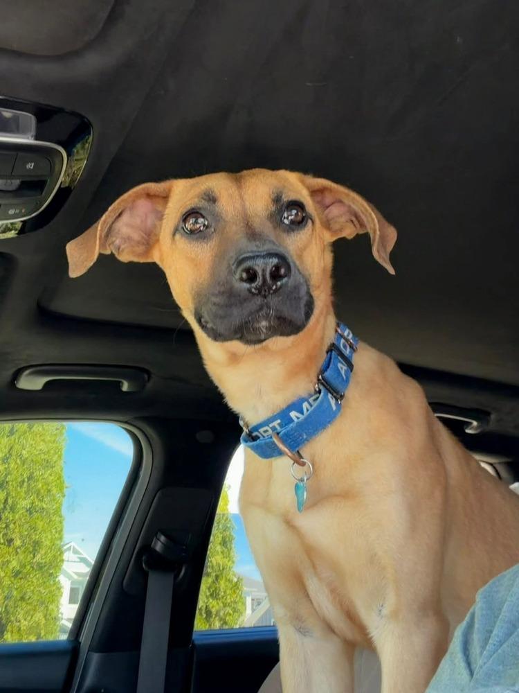 Enlarge Emmy, a Adoptable mixed breed in Youngsville, NC image 2/5