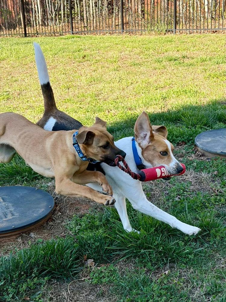 Enlarge Emmy, a Adoptable mixed breed in Youngsville, NC image 3/5