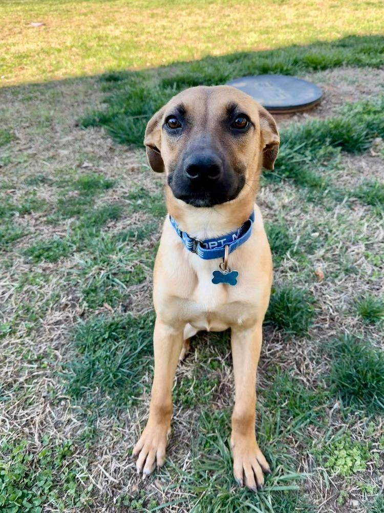Enlarge Emmy, a Adoptable mixed breed in Youngsville, NC image 5/5