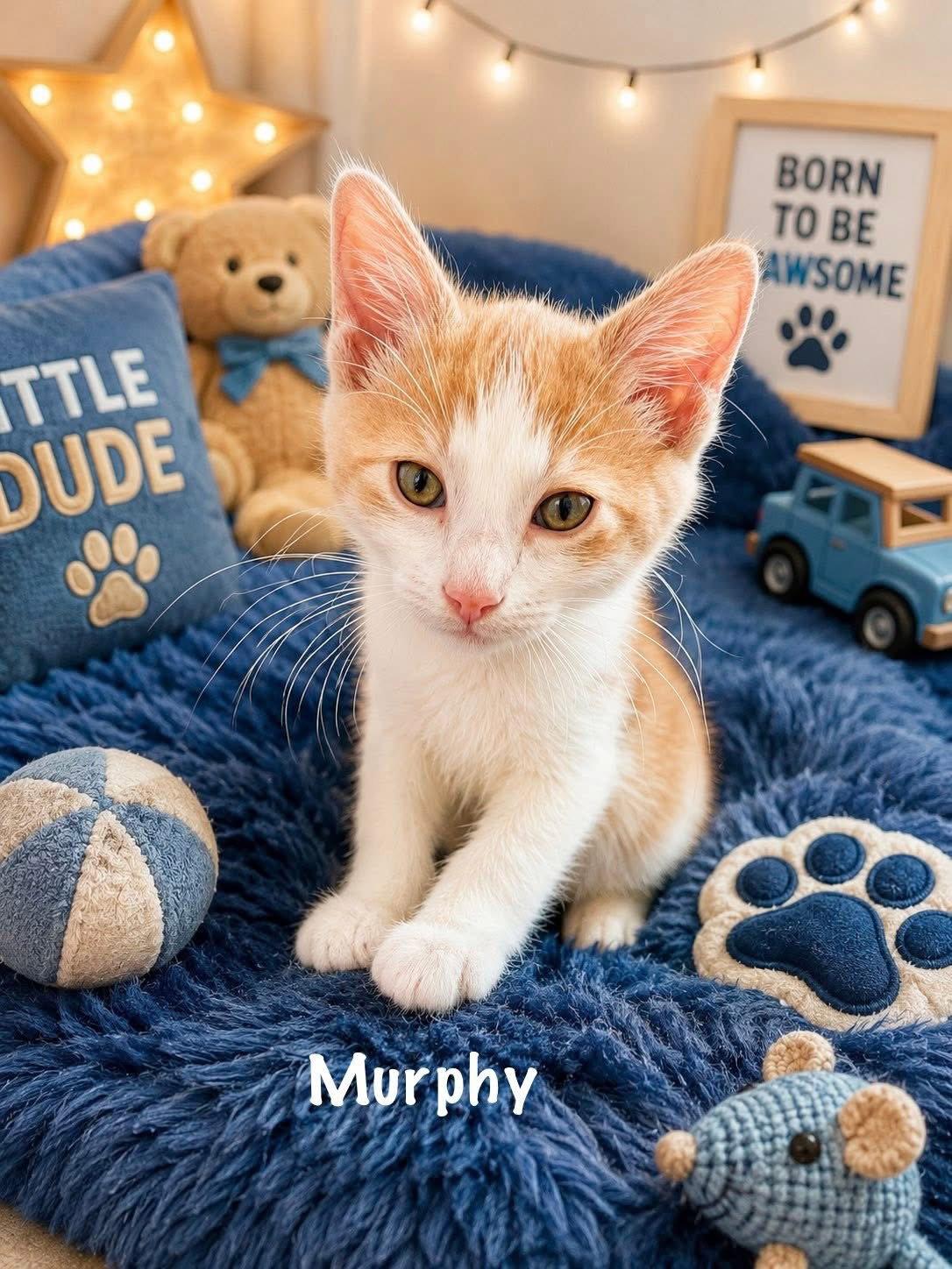 Murphy, Adopted, Kitten Male Tabby.