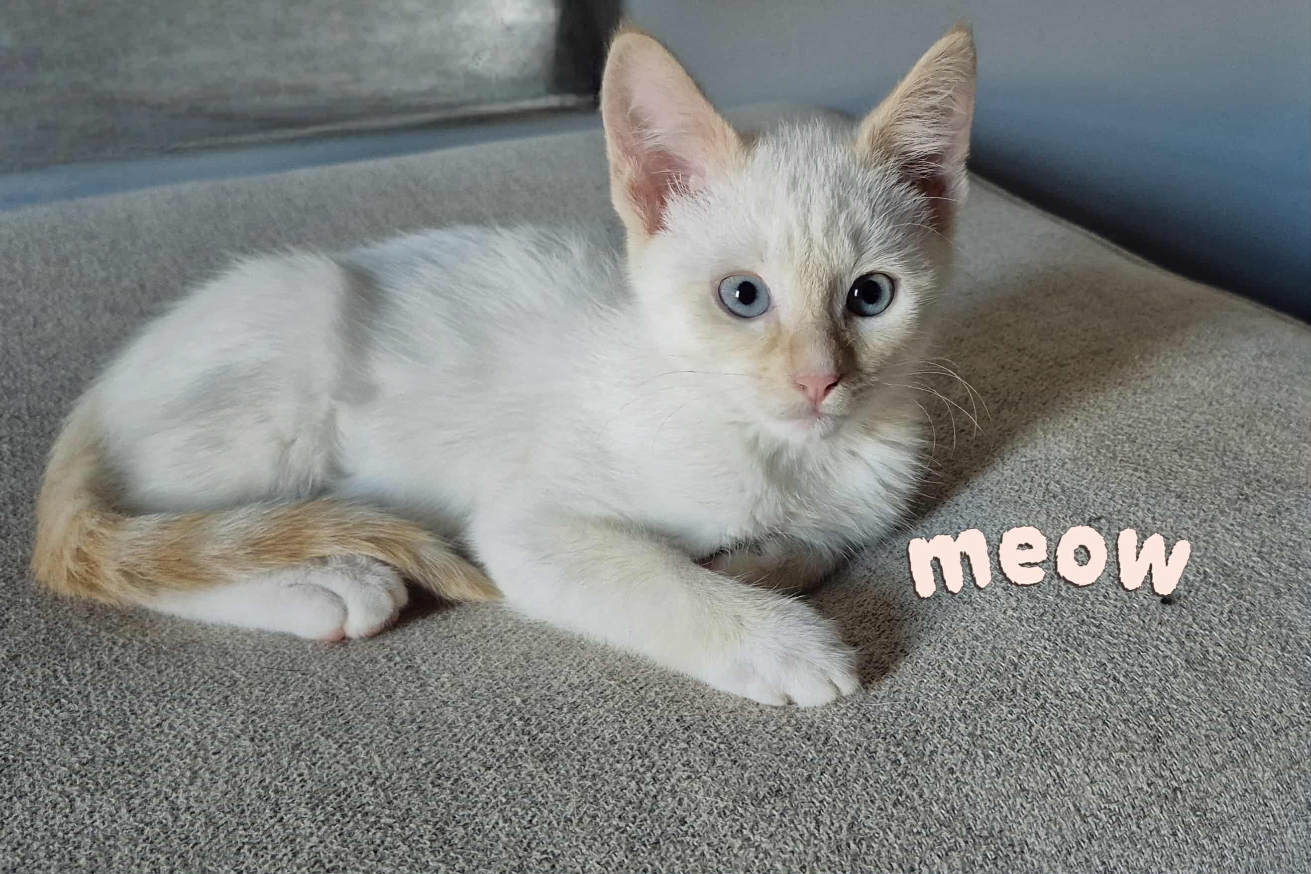 Fulbright, Adopted, Kitten Male Domestic Short Hair.