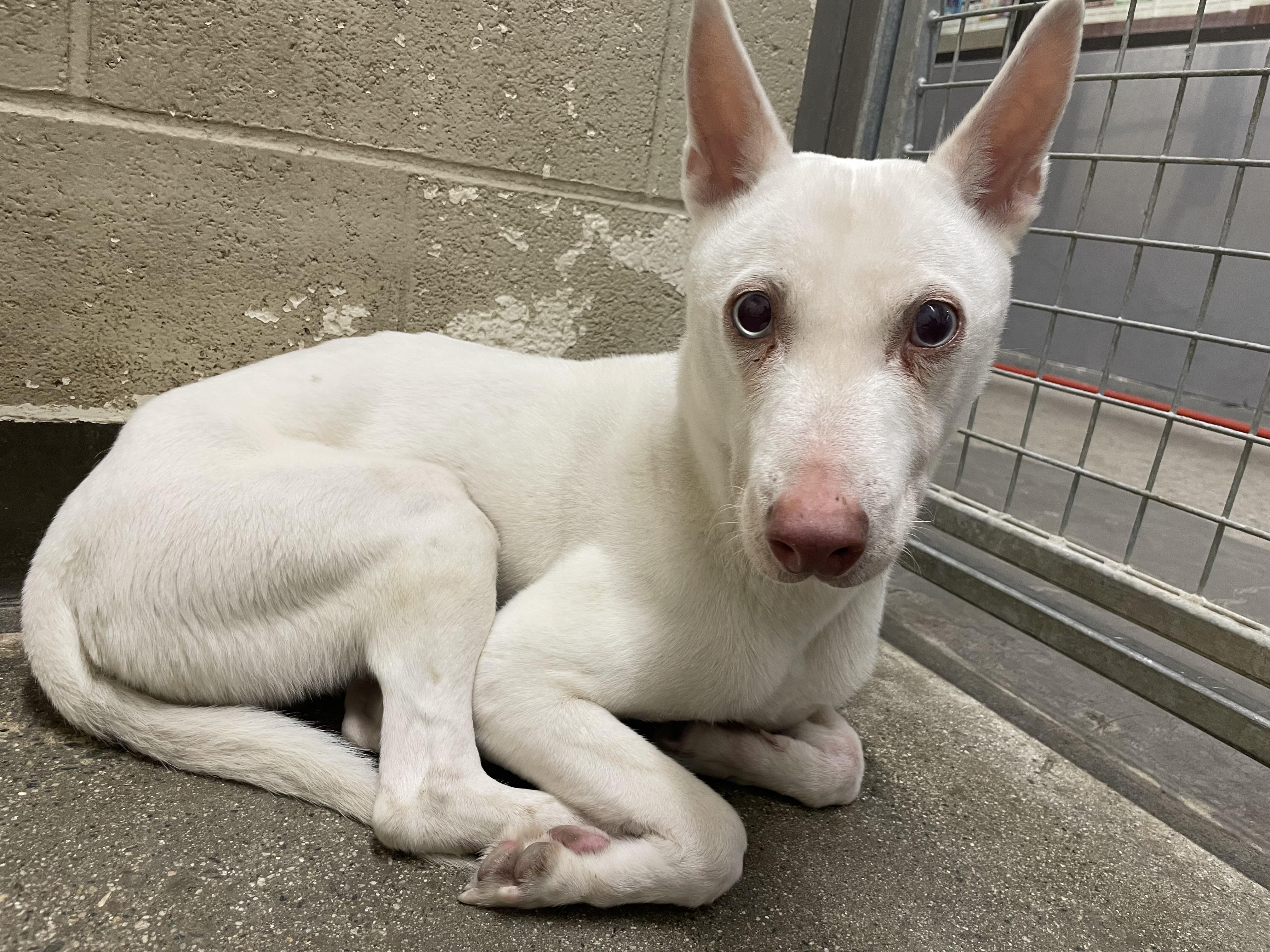 Enlarge Dove, a Adoptable mixed breed in Los Angeles, CA image 5/5