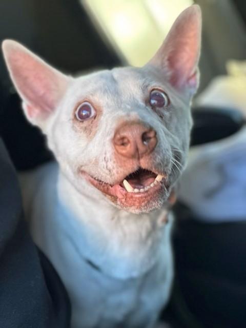 Enlarge Dove, a Adoptable mixed breed in Los Angeles, CA image 2/5