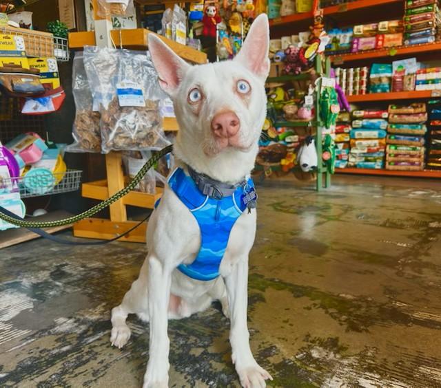 Enlarge Dove, a Adoptable mixed breed in Los Angeles, CA image 4/5