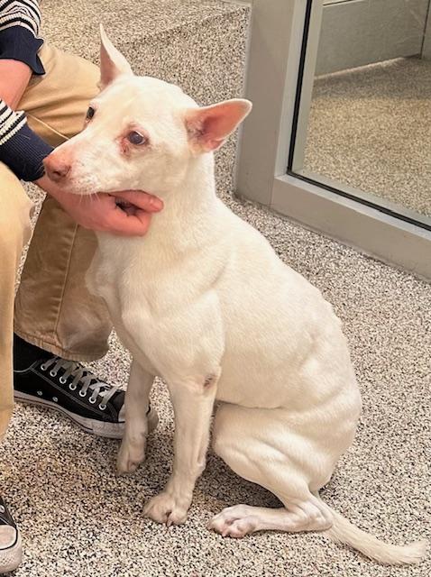 Enlarge Dove, a Adoptable mixed breed in Los Angeles, CA image 3/5