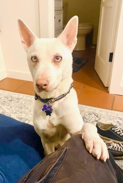 Enlarge Dove, a Adoptable mixed breed in Los Angeles, CA image 1/5