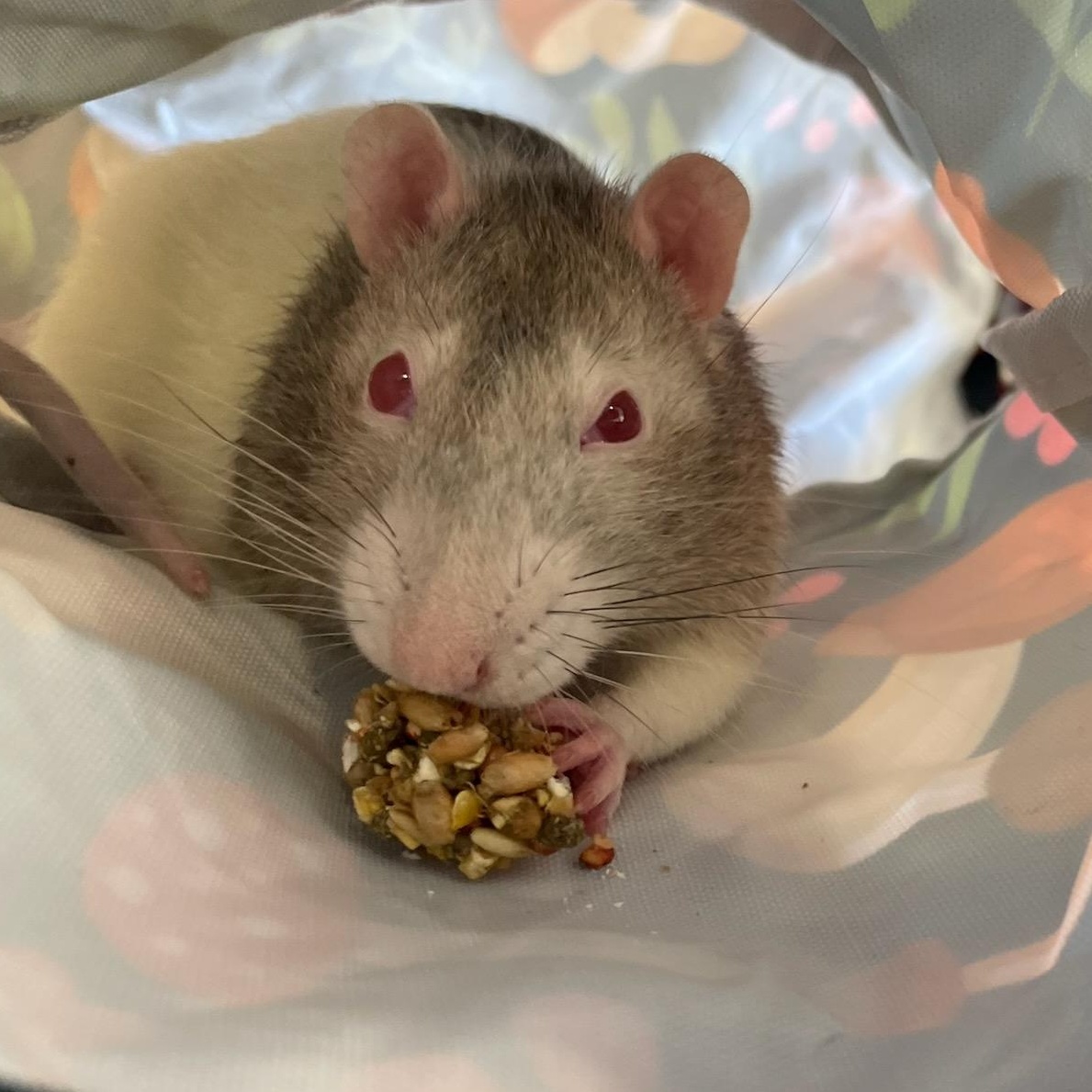 #6 Thor, adopted, Adult Male Rat.