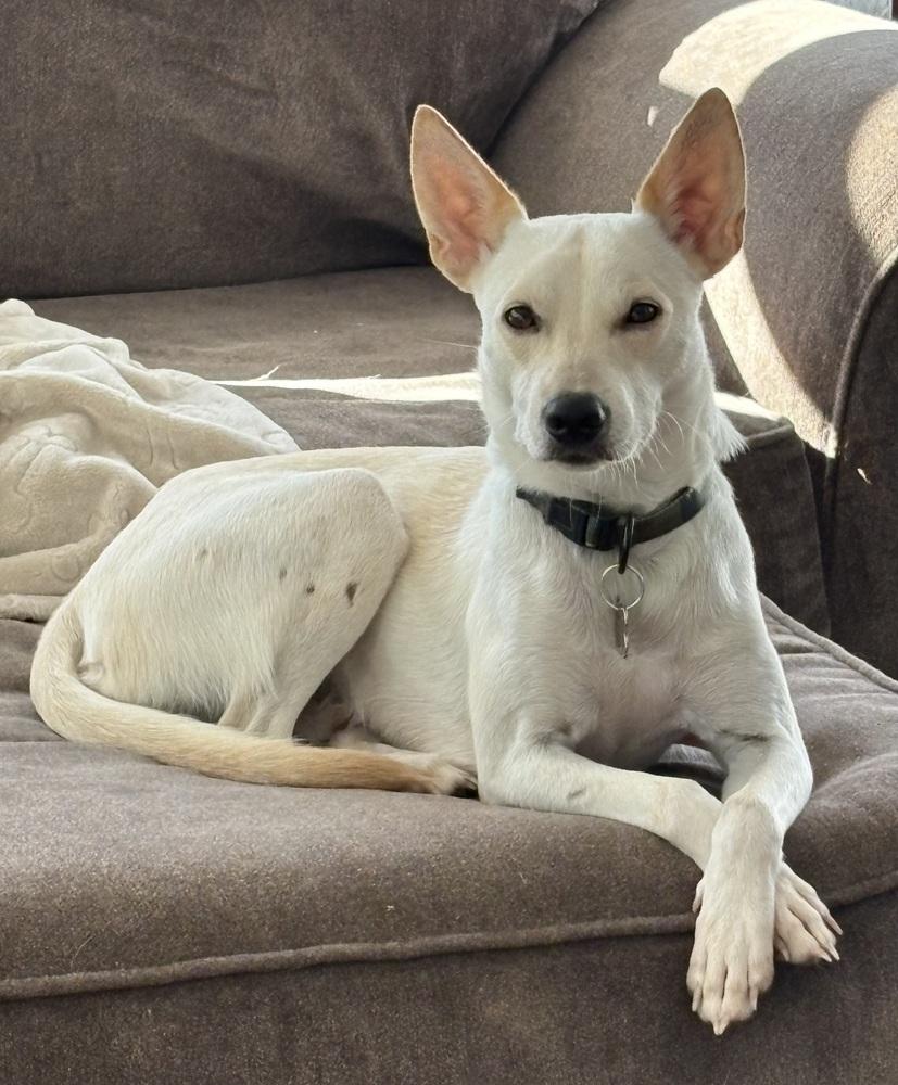 Regal Rico, Adoptable, Puppy Male Chihuahua & Carolina Dog.