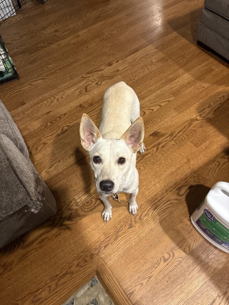 Regal Rico thumbnail 3