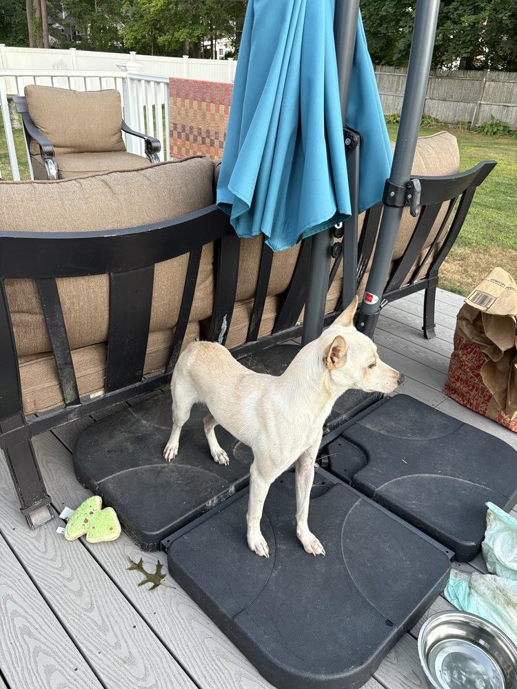 Regal Rico thumbnail 4