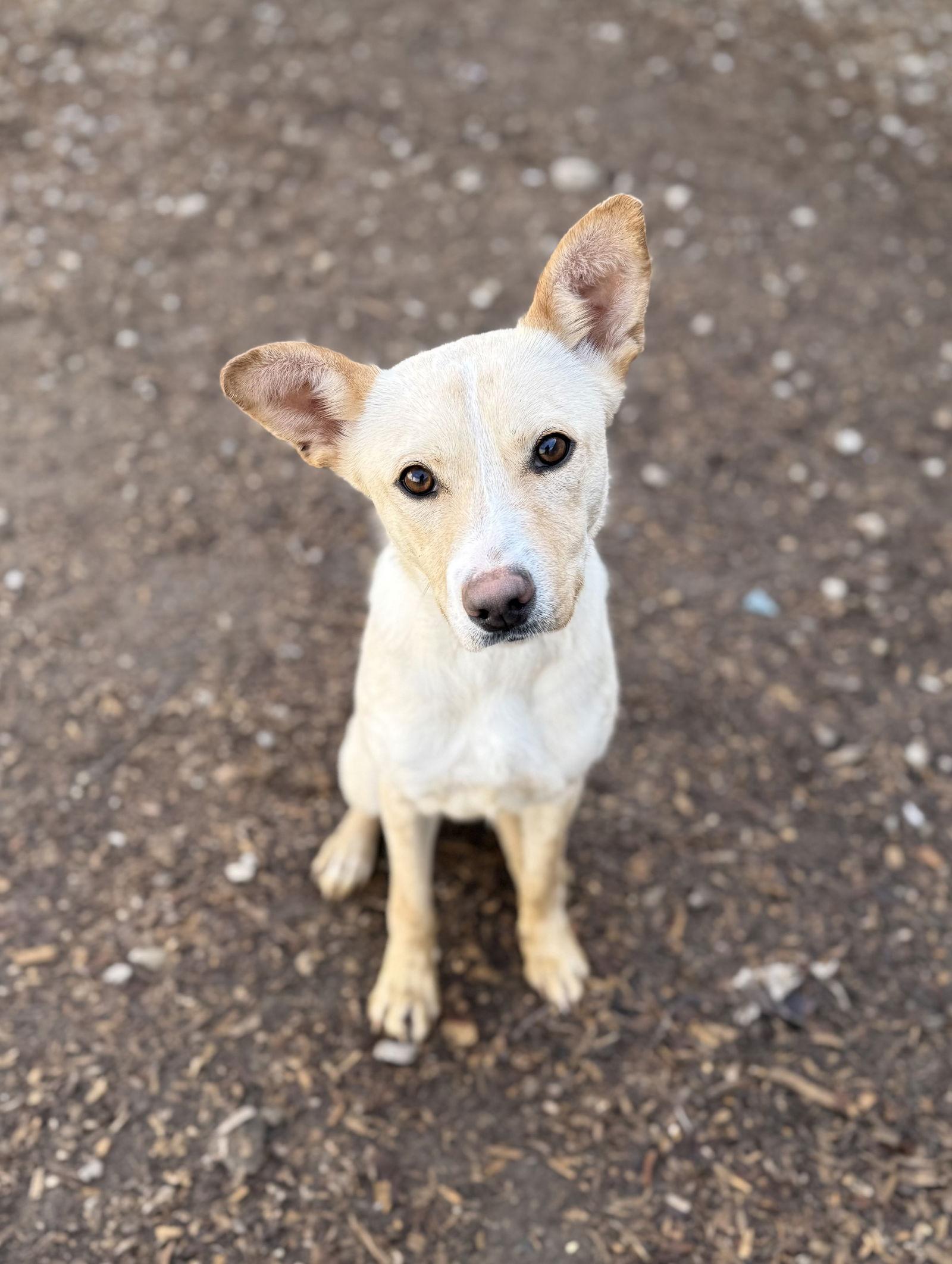 Enlarge Chapel, a Adoptable Feist in Corning, AR image 1/3