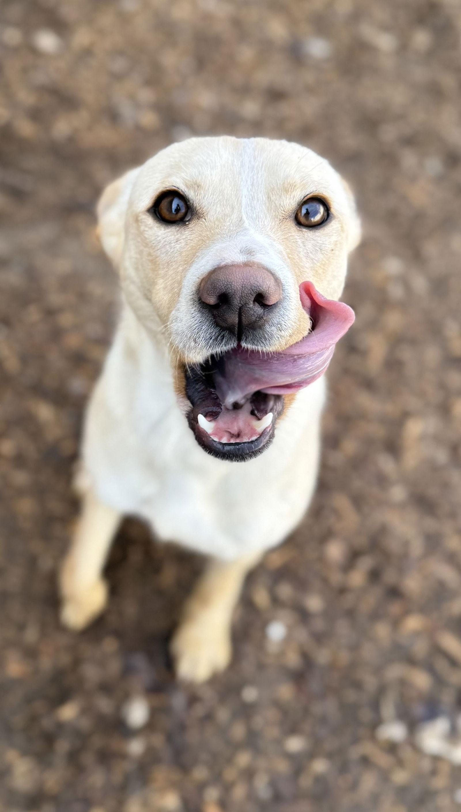 Enlarge Chapel, a Adoptable Feist in Corning, AR image 2/3