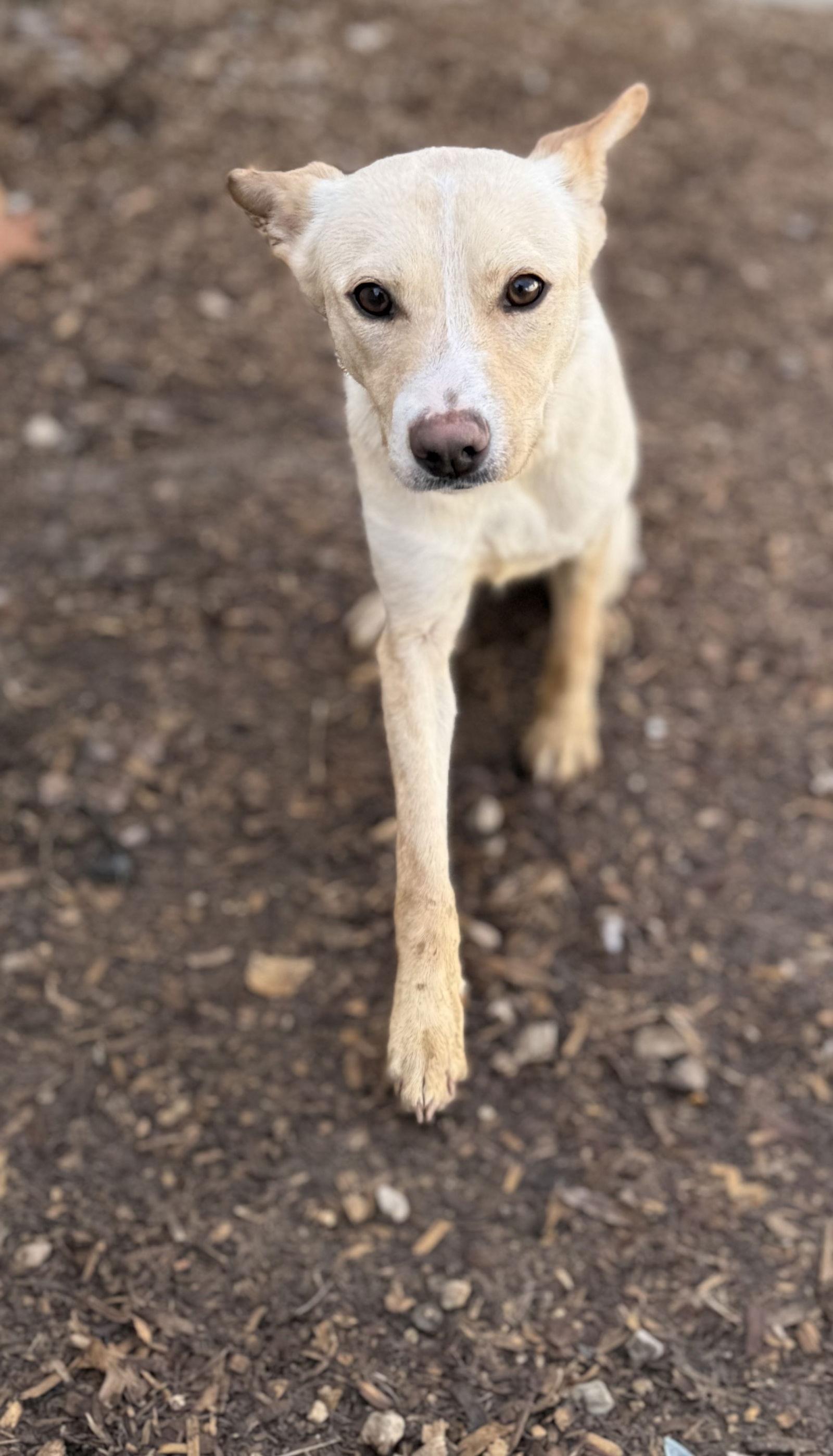 Enlarge Chapel, a Adoptable Feist in Corning, AR image 3/3
