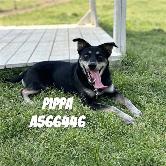 Enlarge PIPPA, a Adoptable mixed breed in Huntsville, AL image 1/1