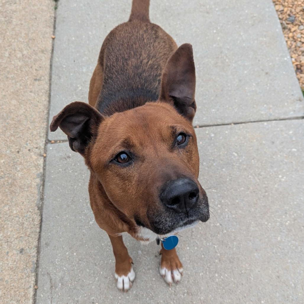 Enlarge Moose, a Adoptable Mixed Breed in Richmond, VA image 1/6