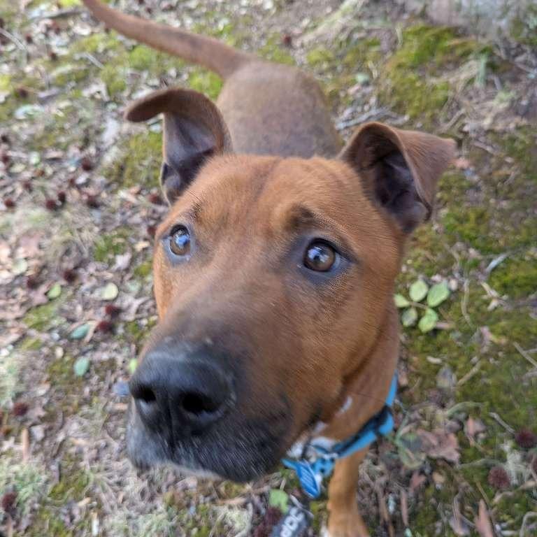 Enlarge Moose, a Adoptable Mixed Breed in Richmond, VA image 3/6