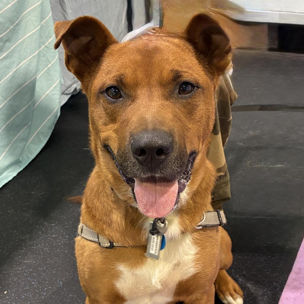 Moose, Adoptable, Adult Male Cattle Dog.