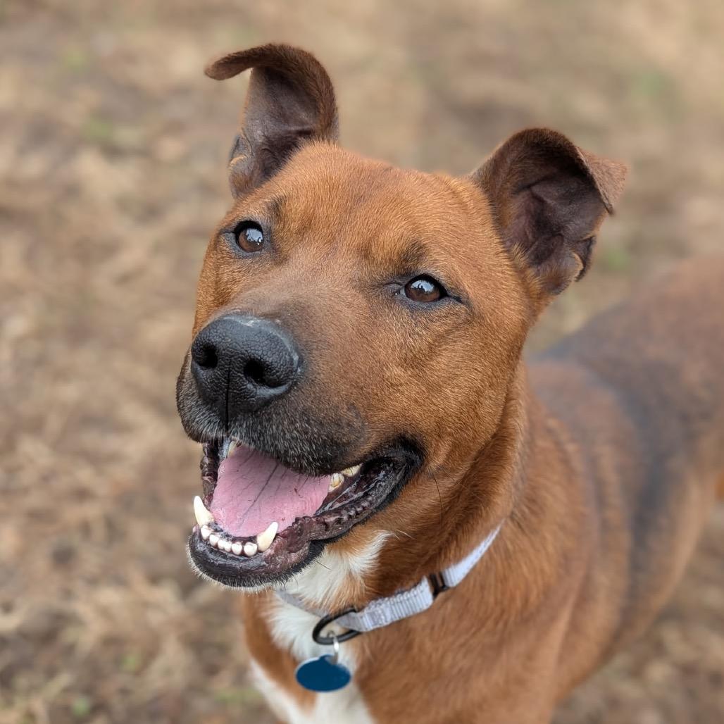 Moose, Adoptable, Adult Male Cattle Dog.