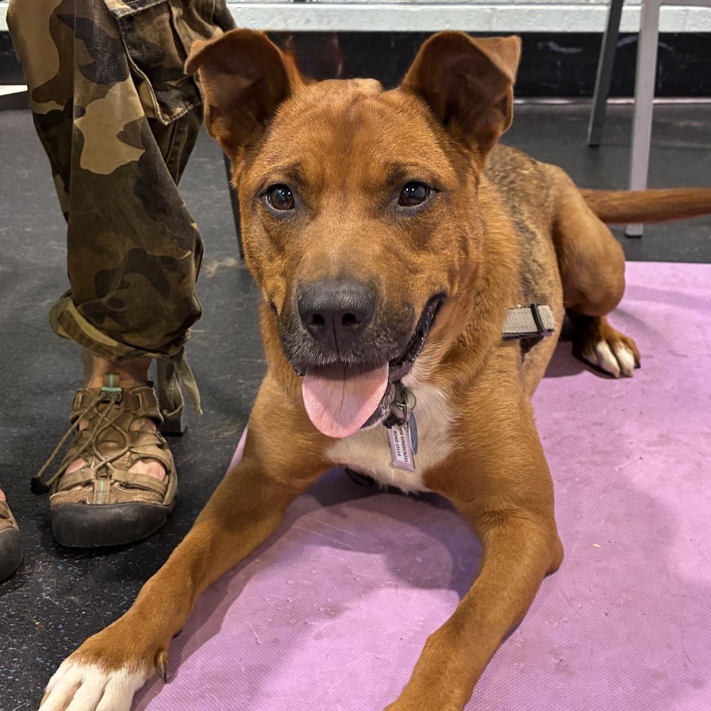 Moose, a Adoptable Cattle Dog in Richmond, VA image 3/6