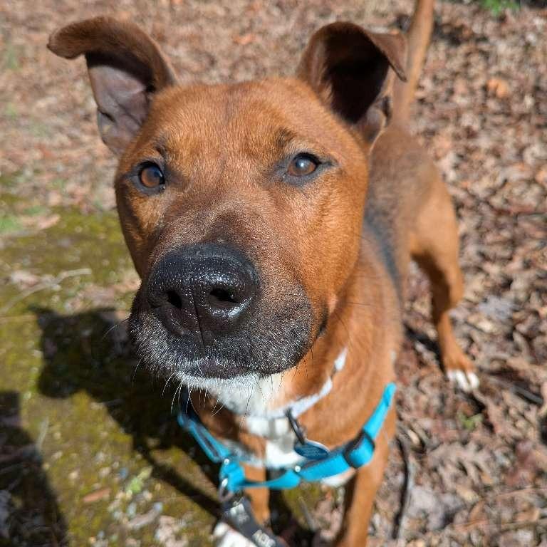 Moose, a Adoptable Mixed Breed in Richmond, VA image 4/6