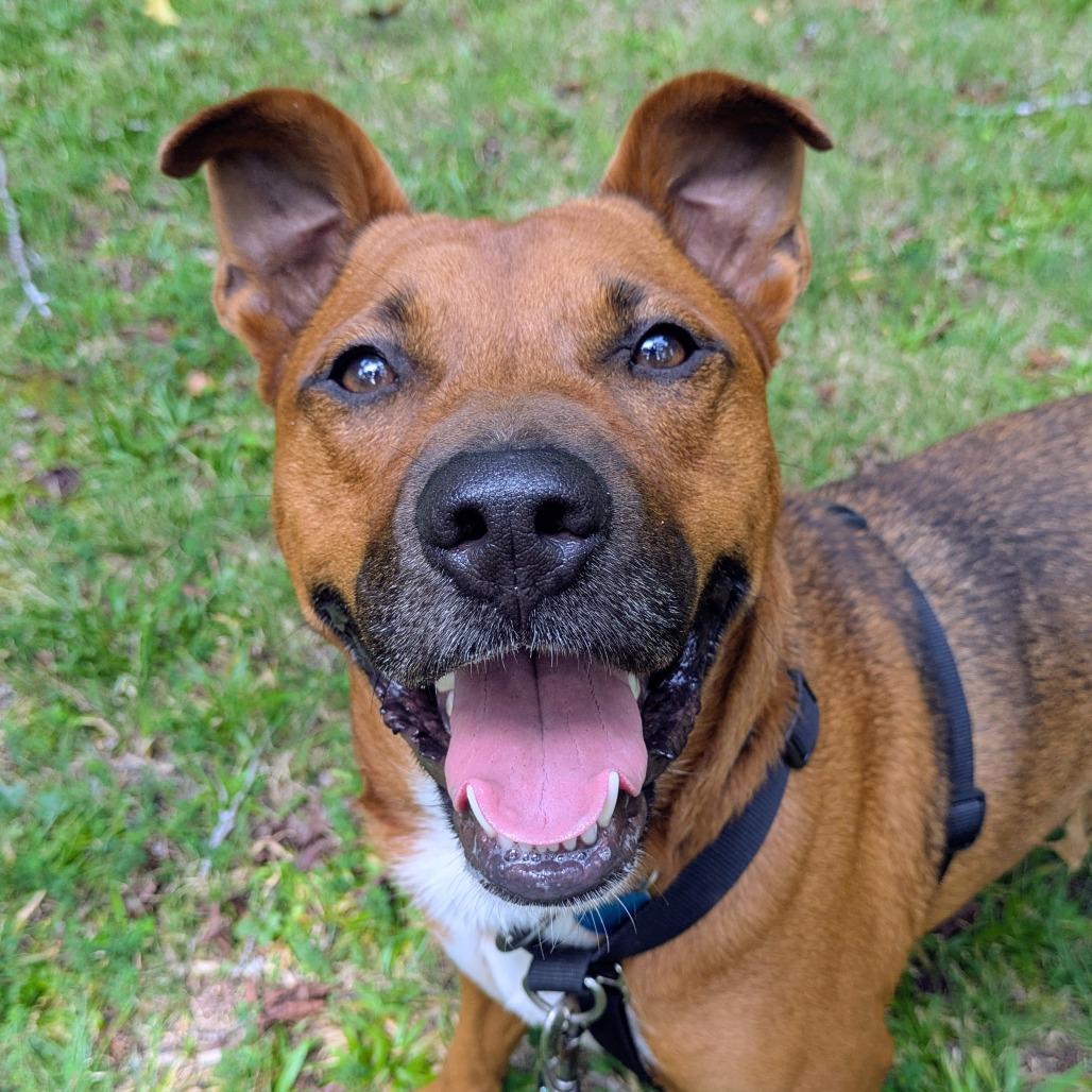 Enlarge Moose, a Adoptable Cattle Dog in Richmond, VA image 3/6