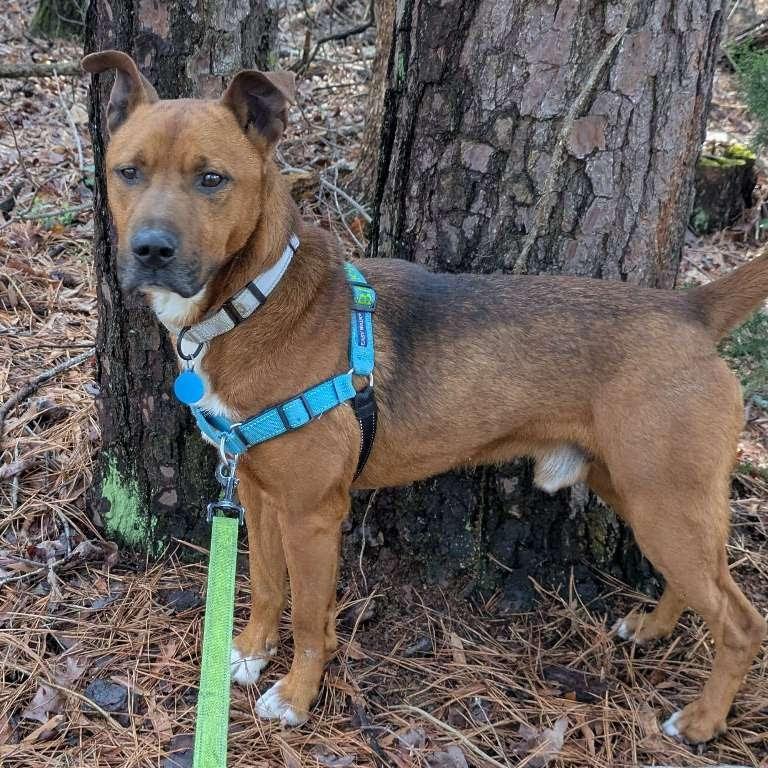Moose, a Adoptable Cattle Dog in Richmond, VA image 5/6