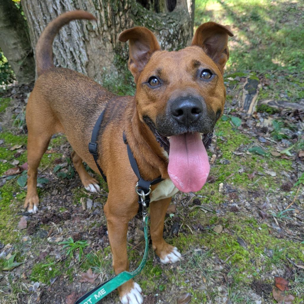 Enlarge Moose, a Adoptable Cattle Dog in Richmond, VA image 4/6