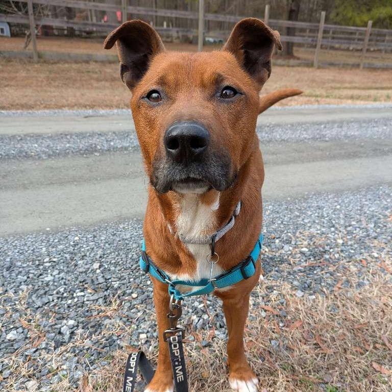 Enlarge Moose, a Adoptable Mixed Breed in Richmond, VA image 5/6