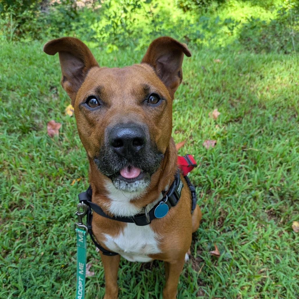 Enlarge Moose, a Adoptable Cattle Dog in Richmond, VA image 5/6