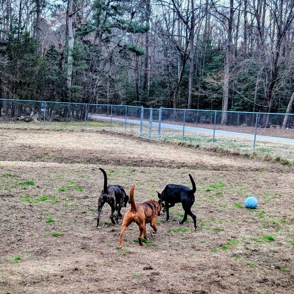 Enlarge Moose, a Adoptable Mixed Breed in Richmond, VA image 6/6
