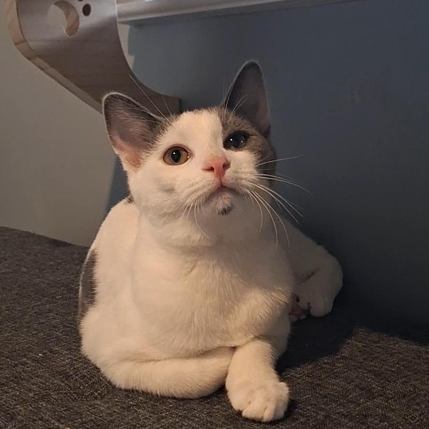 Jade, a Adoptable Domestic Short Hair in BUTLER, PA image 4/6