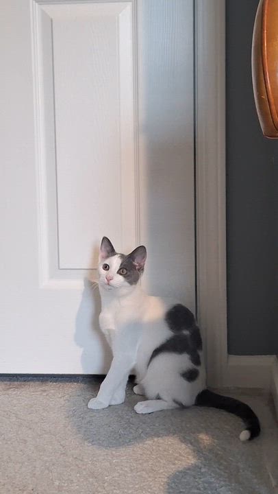 Enlarge Jade, a Adoptable Domestic Short Hair in BUTLER, PA video 6/6