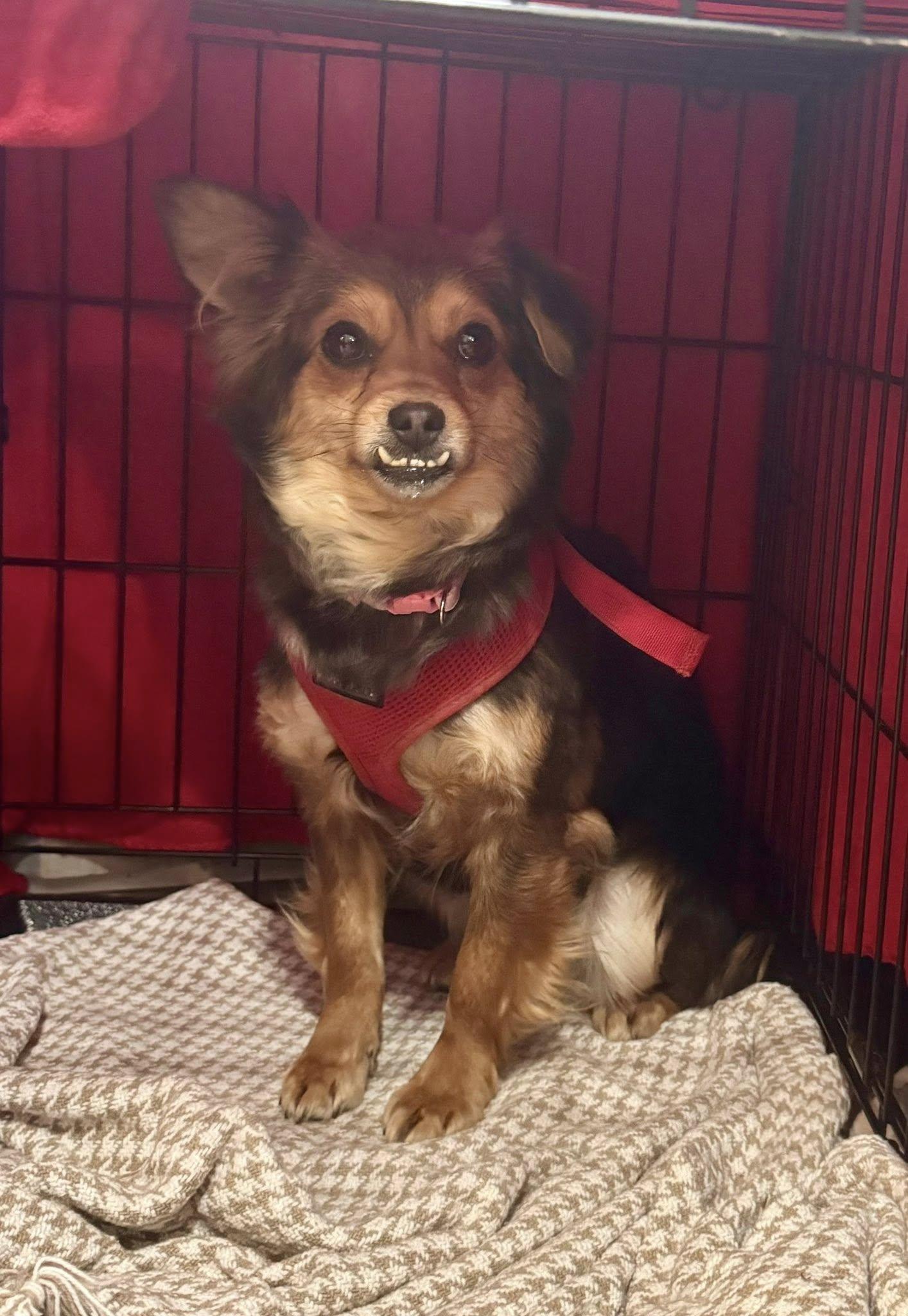 Clementine, ADOPTABLE, Adult Female Yorkshire Terrier.