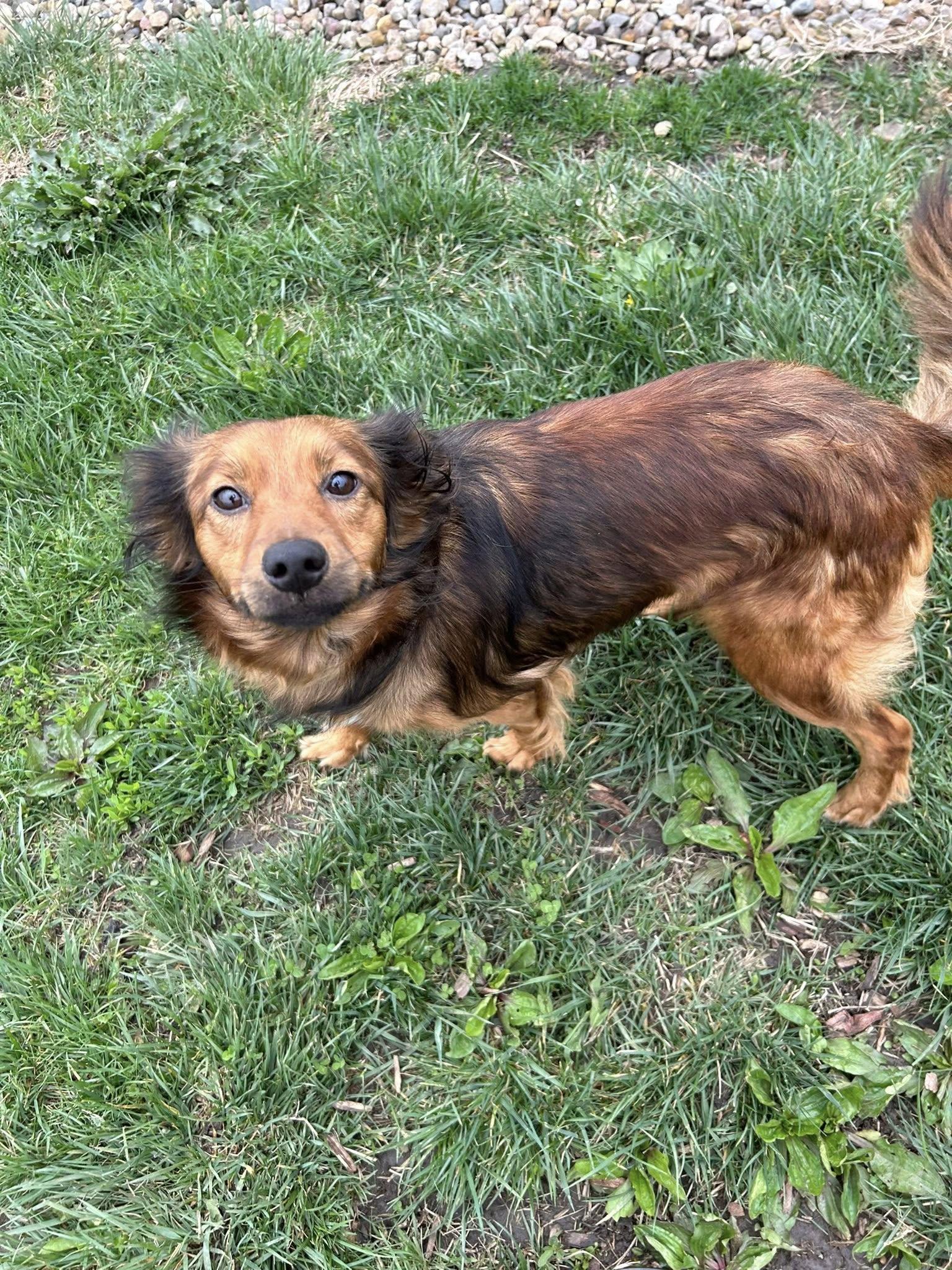 Enlarge Margaret, a Adopted mixed breed in Clinton, IL image 1/3