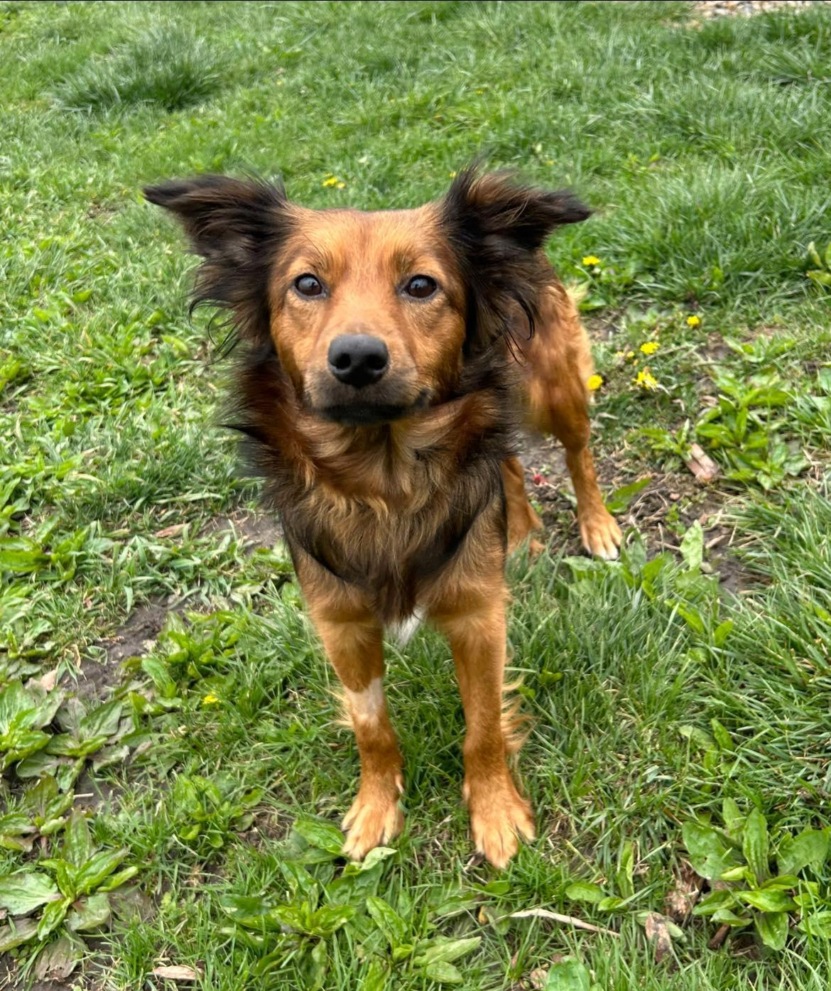 Enlarge Margaret, a Adopted mixed breed in Clinton, IL image 2/3