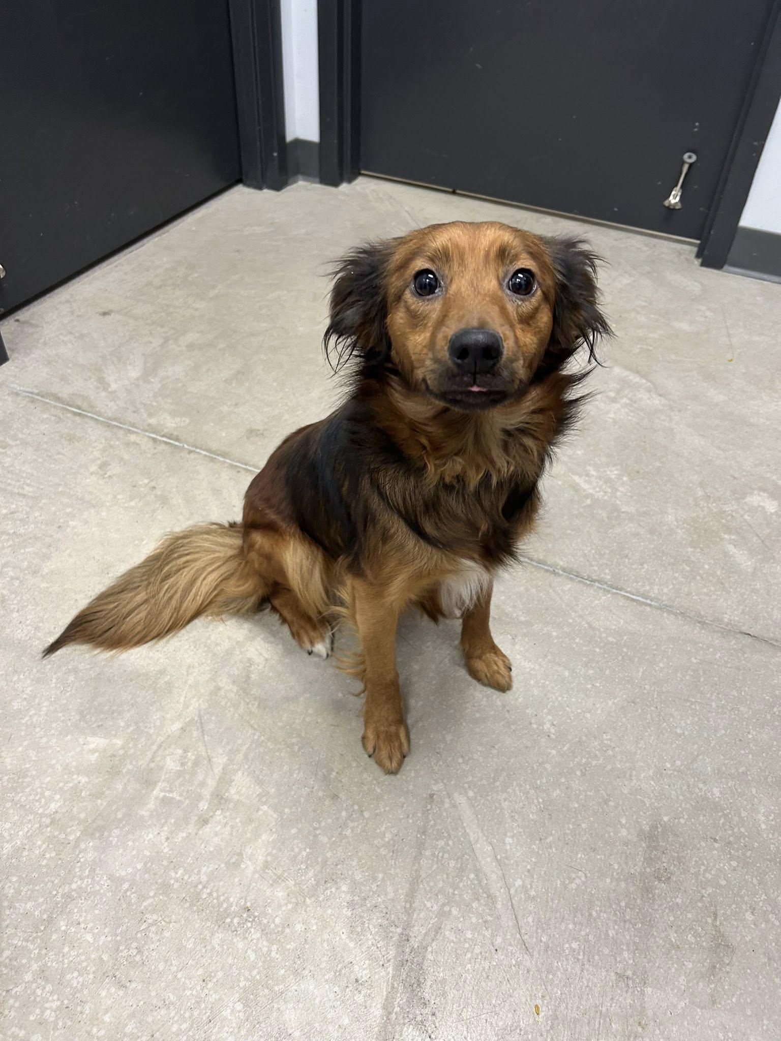 Enlarge Margaret, a Adopted mixed breed in Clinton, IL image 3/3