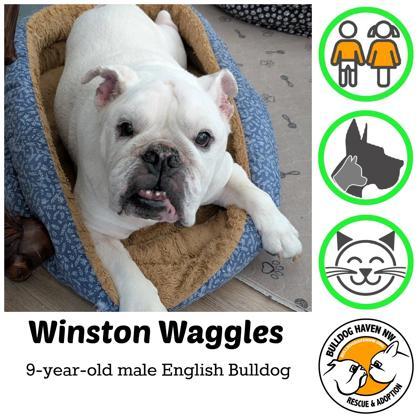WINSTON WAGGLES, ADOPTABLE, Senior Male English Bulldog.