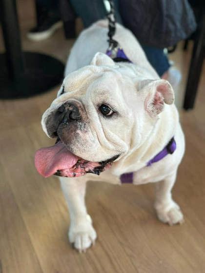 Enlarge WINSTON WAGGLES, a ADOPTABLE English Bulldog in Bonney Lake, WA image 3/3
