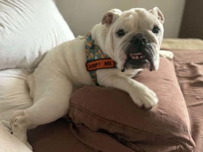 Enlarge WINSTON WAGGLES, a ADOPTABLE English Bulldog in Bonney Lake, WA image 2/3