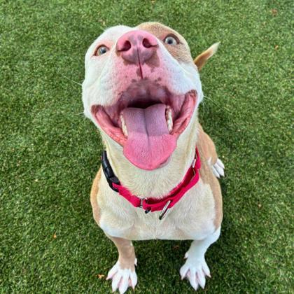 Enlarge Fries, a Adoptable mixed breed in Gastonia, NC image 1/3