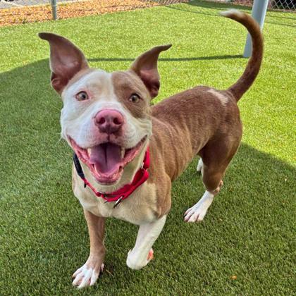 Enlarge Fries, a Adoptable mixed breed in Gastonia, NC image 2/3