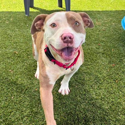 Enlarge Fries, a Adoptable mixed breed in Gastonia, NC image 3/3