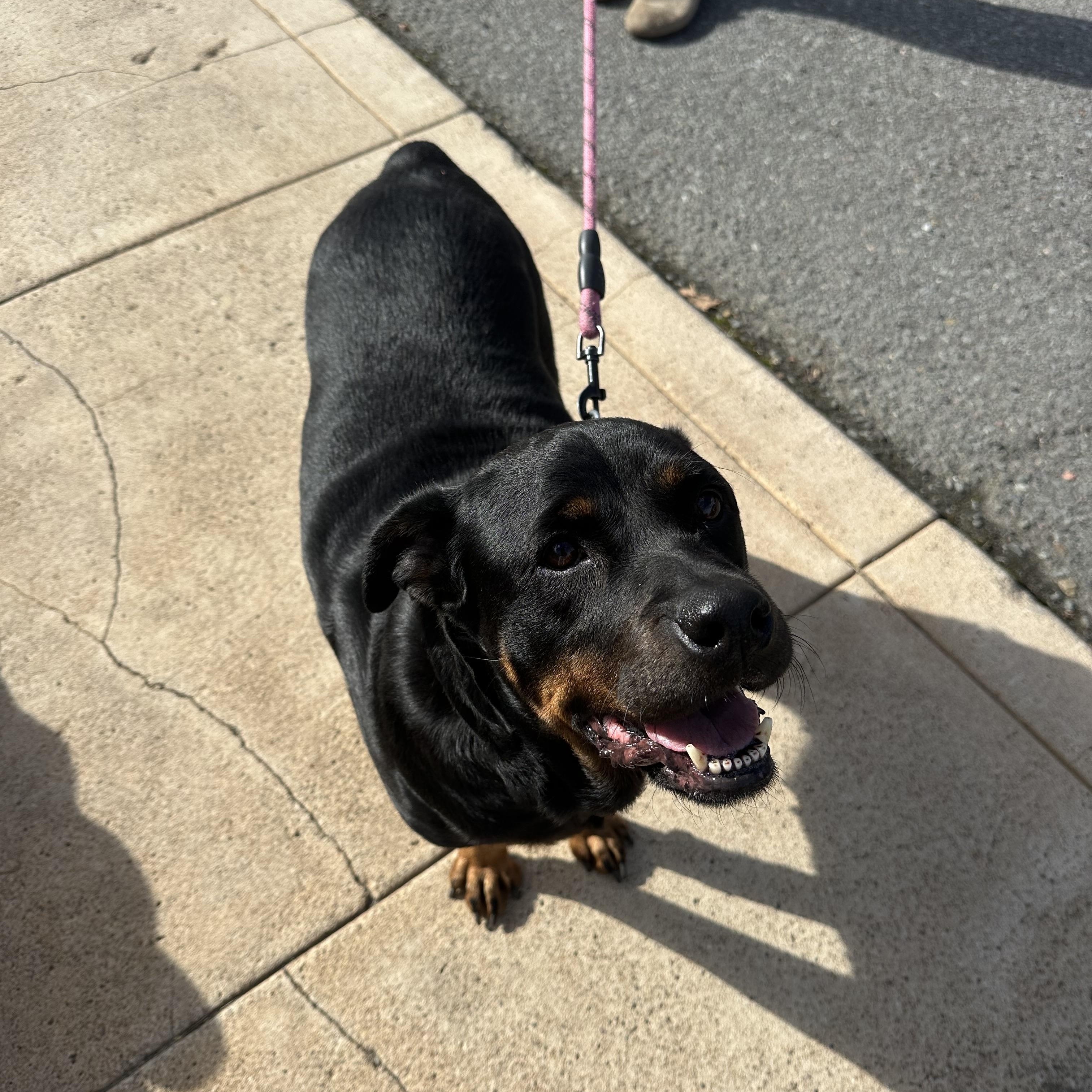Flor, Adoptable, Adult Female Rottweiler.
